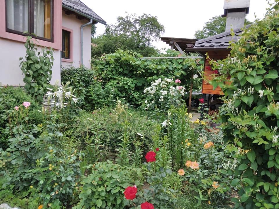 Casa Fetic Διαμέρισμα Nehoiu Εξωτερικό φωτογραφία